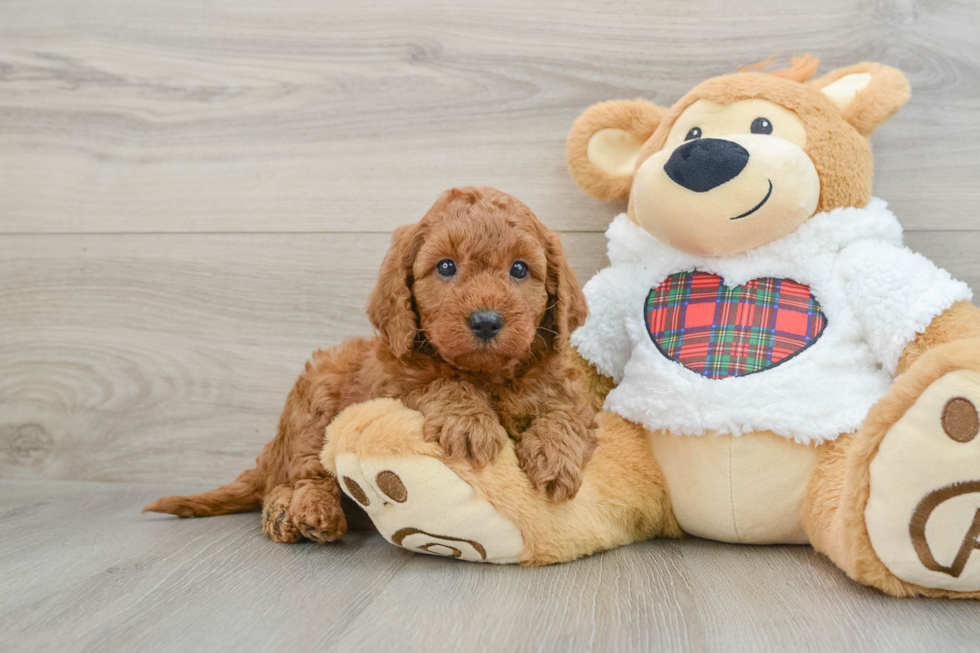 Mini Goldendoodle Puppy for Adoption
