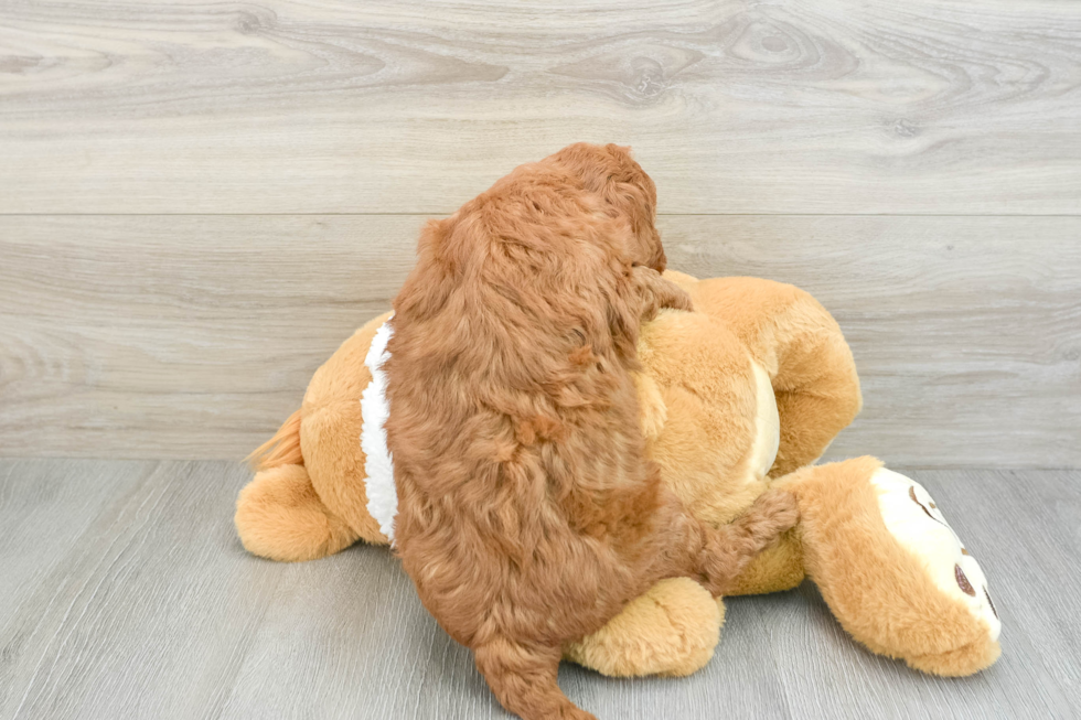 Mini Goldendoodle Pup Being Cute