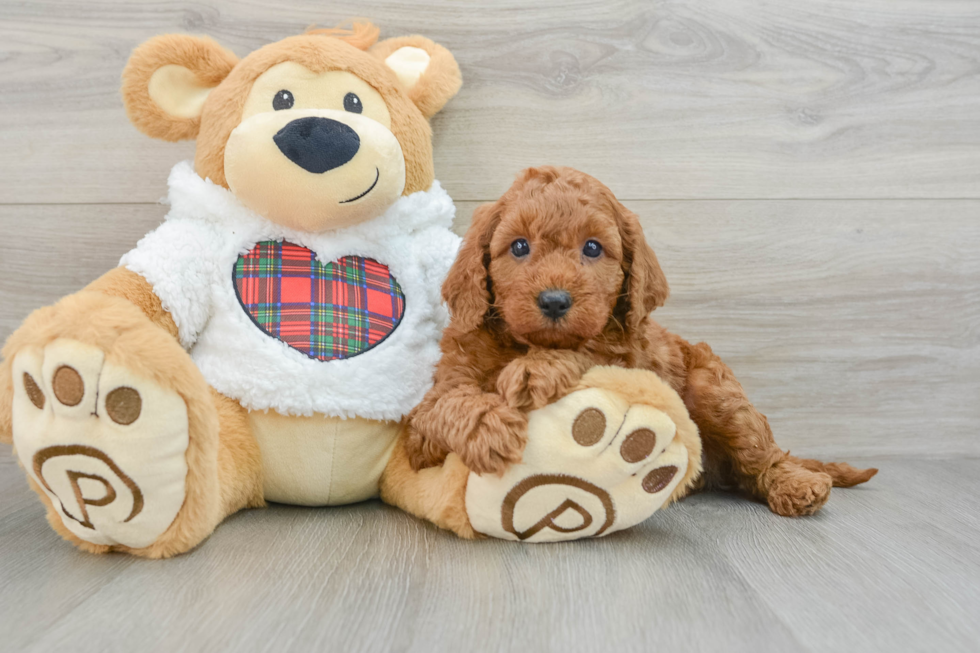 Mini Goldendoodle Pup Being Cute