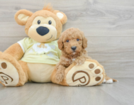 6 week old Mini Goldendoodle Puppy For Sale - Premier Pups