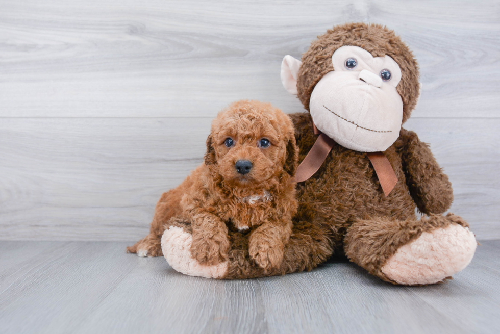 Mini Goldendoodle Puppy for Adoption