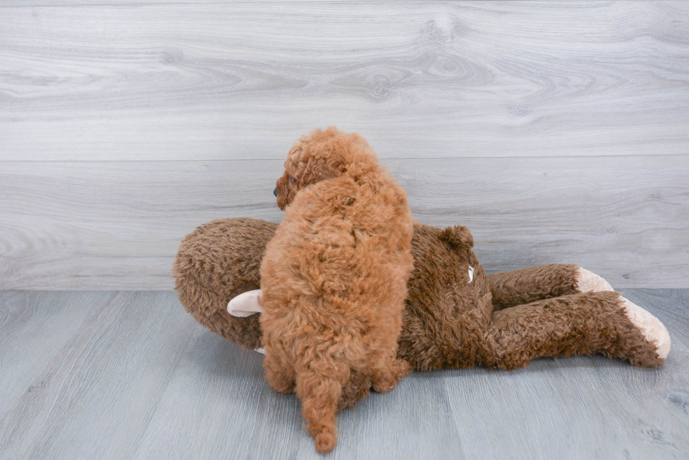 Playful Golden Retriever Poodle Mix Puppy