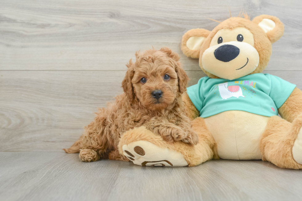 Energetic Golden Doodle Poodle Mix Puppy