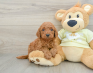 8 week old Mini Goldendoodle Puppy For Sale - Premier Pups