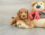 7 week old Mini Goldendoodle Puppy For Sale - Premier Pups