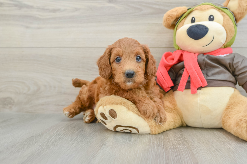 6 week old Mini Goldendoodle Puppy For Sale - Premier Pups