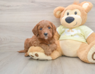 7 week old Mini Goldendoodle Puppy For Sale - Premier Pups
