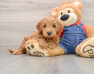 5 week old Mini Goldendoodle Puppy For Sale - Premier Pups