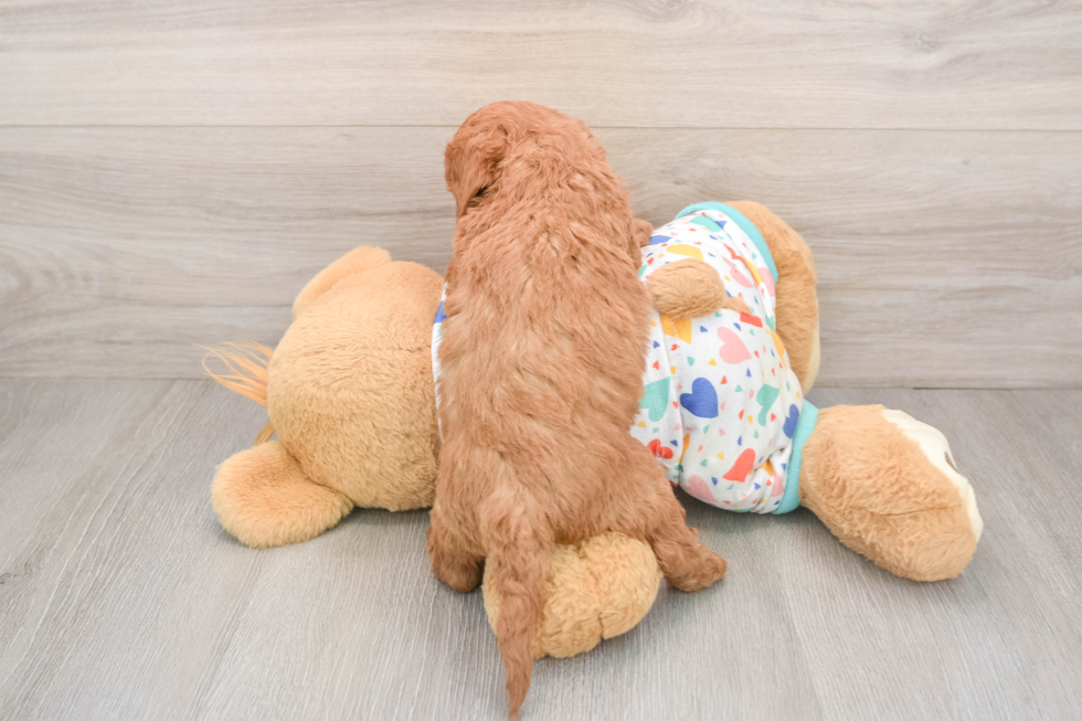 Best Mini Goldendoodle Baby