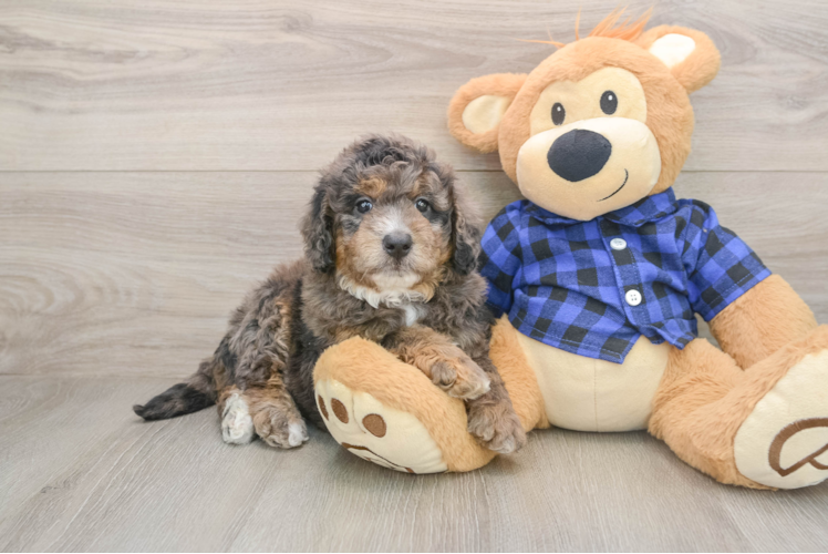 Best Mini Goldendoodle Baby
