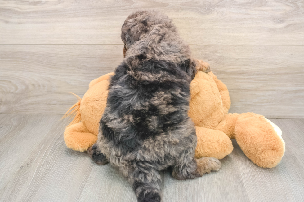 Mini Goldendoodle Pup Being Cute