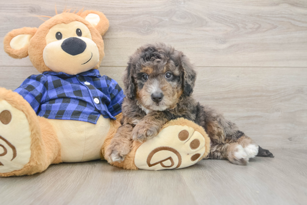 Best Mini Goldendoodle Baby
