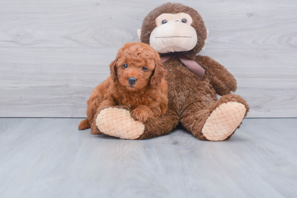 Fluffy Mini Goldendoodle Poodle Mix Pup