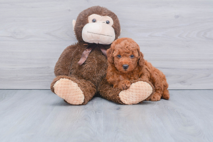 Mini Goldendoodle Puppy for Adoption