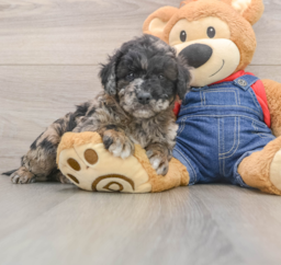 7 week old Mini Goldendoodle Puppy For Sale - Premier Pups