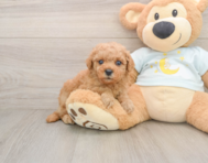 7 week old Mini Goldendoodle Puppy For Sale - Premier Pups