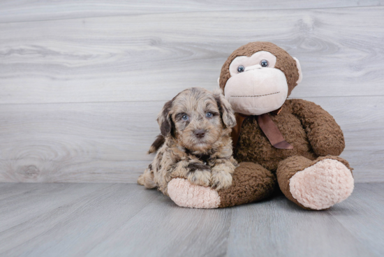 Best Mini Goldendoodle Baby