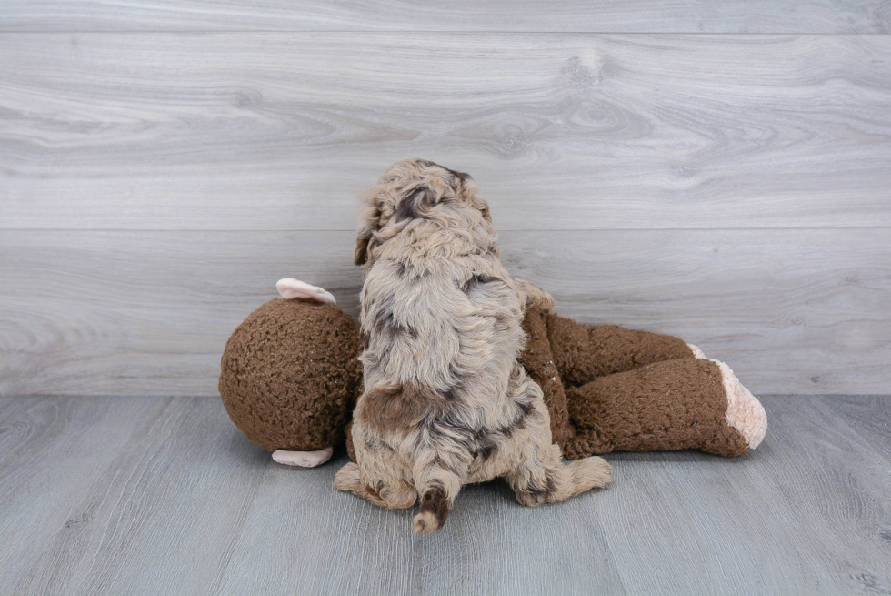 Popular Mini Goldendoodle Poodle Mix Pup