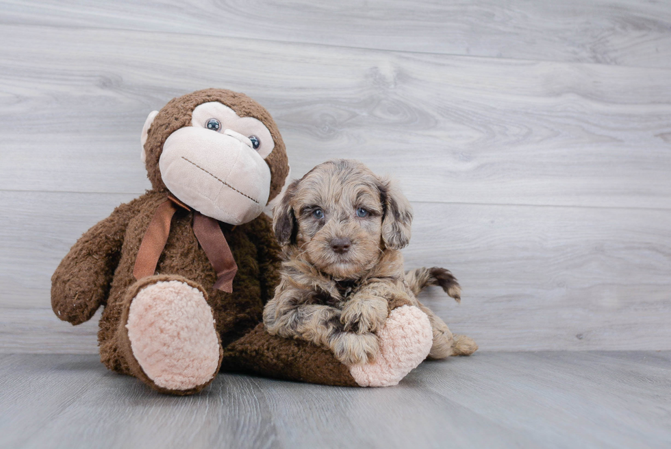 Happy Mini Goldendoodle Baby