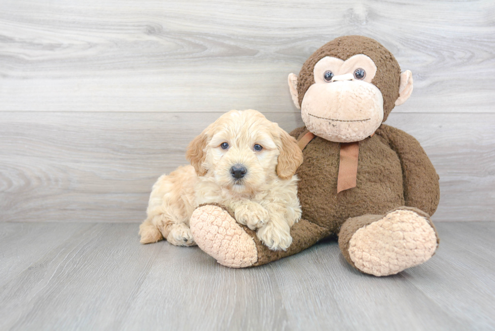 Smart Mini Goldendoodle Poodle Mix Pup