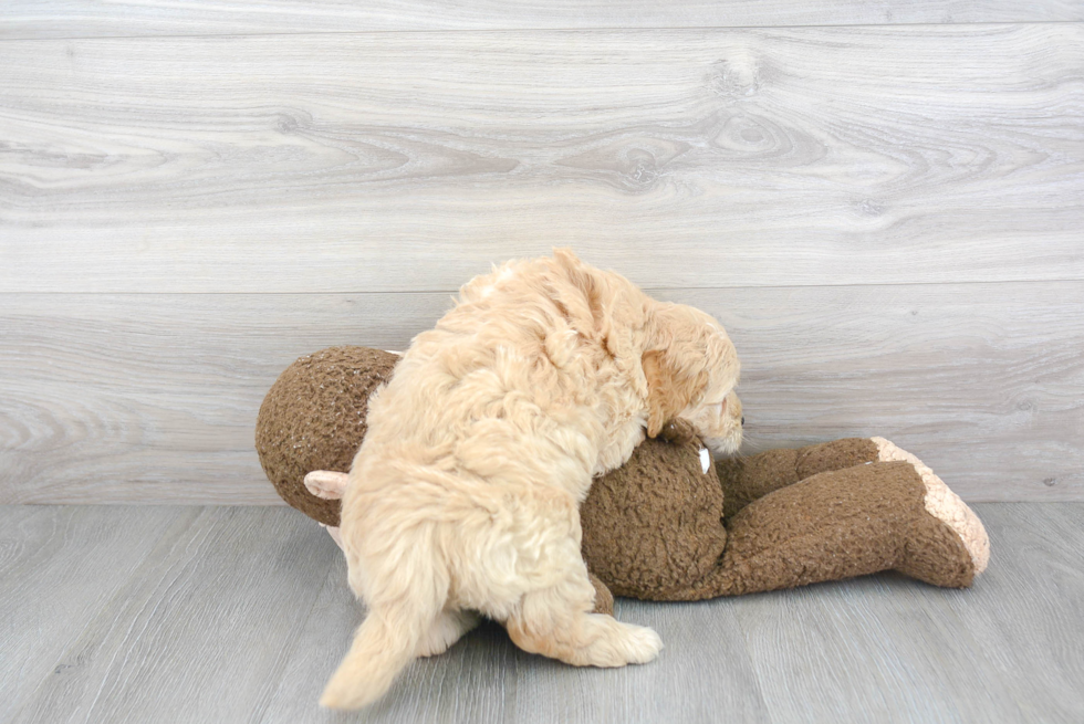 Mini Goldendoodle Puppy for Adoption