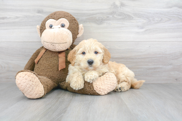 Best Mini Goldendoodle Baby