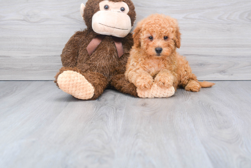 Playful Golden Retriever Poodle Mix Puppy