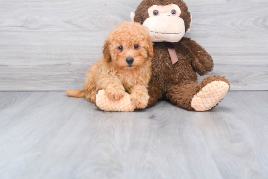 Mini Goldendoodle Pup Being Cute