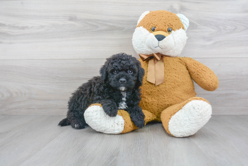 Adorable Golden Retriever Poodle Mix Puppy