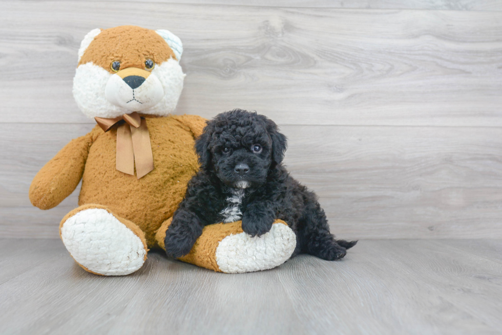 Petite Mini Goldendoodle Poodle Mix Pup