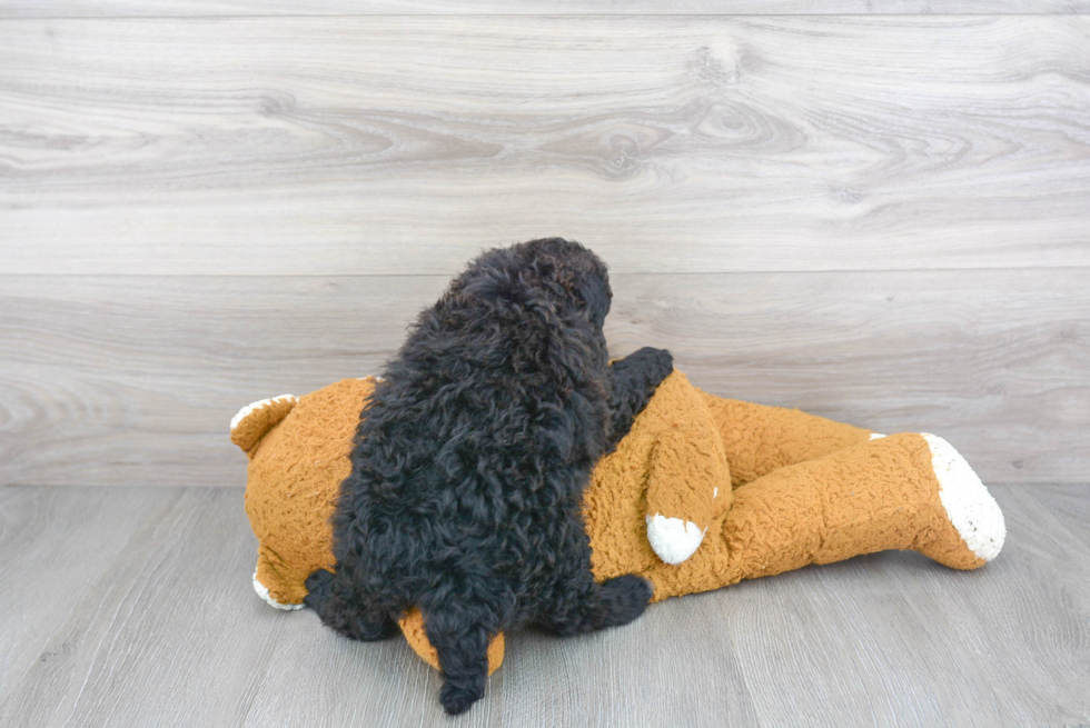 Adorable Golden Retriever Poodle Mix Puppy