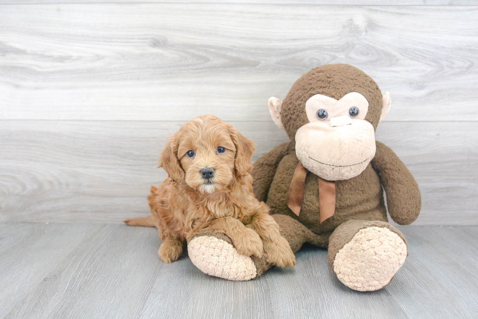 Mini Goldendoodle Pup Being Cute