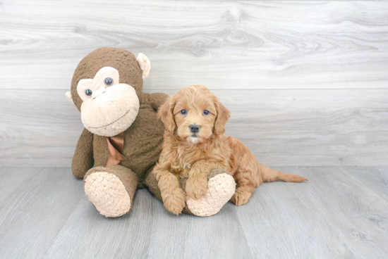 Happy Mini Goldendoodle Baby