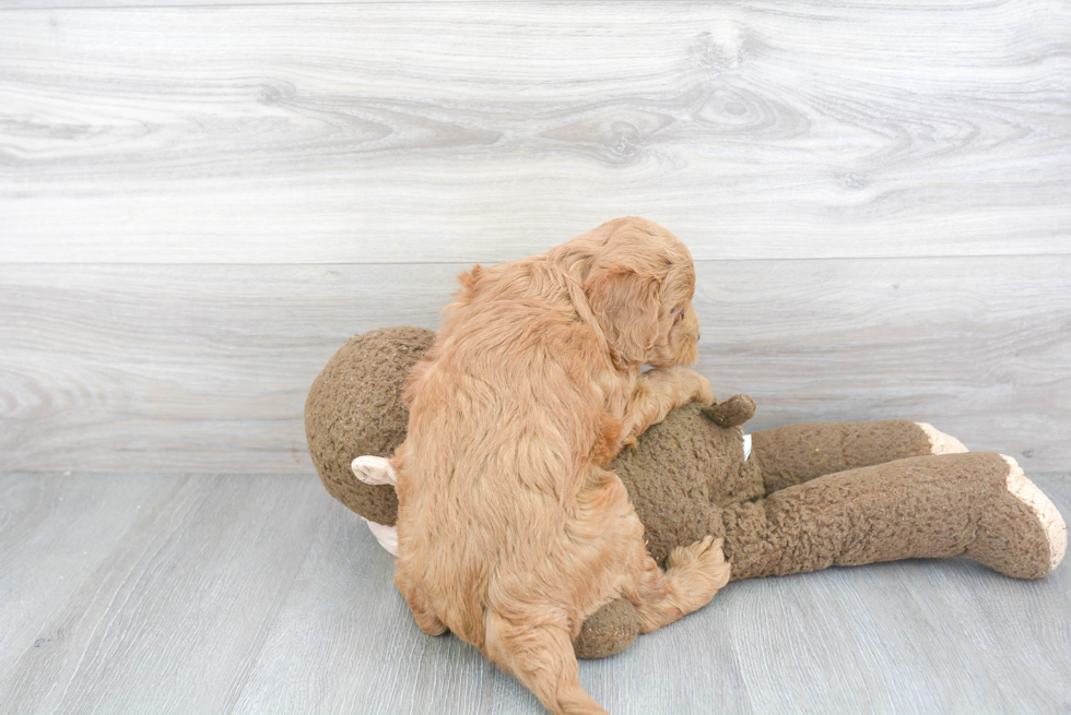 Mini Goldendoodle Pup Being Cute