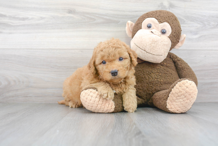 Adorable Golden Retriever Poodle Mix Puppy