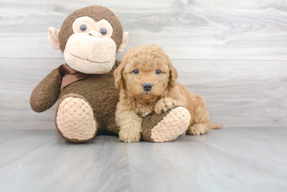 Mini Goldendoodle Puppy for Adoption