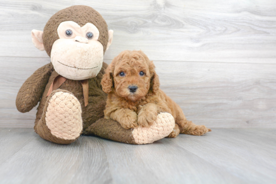 Petite Mini Goldendoodle Poodle Mix Pup