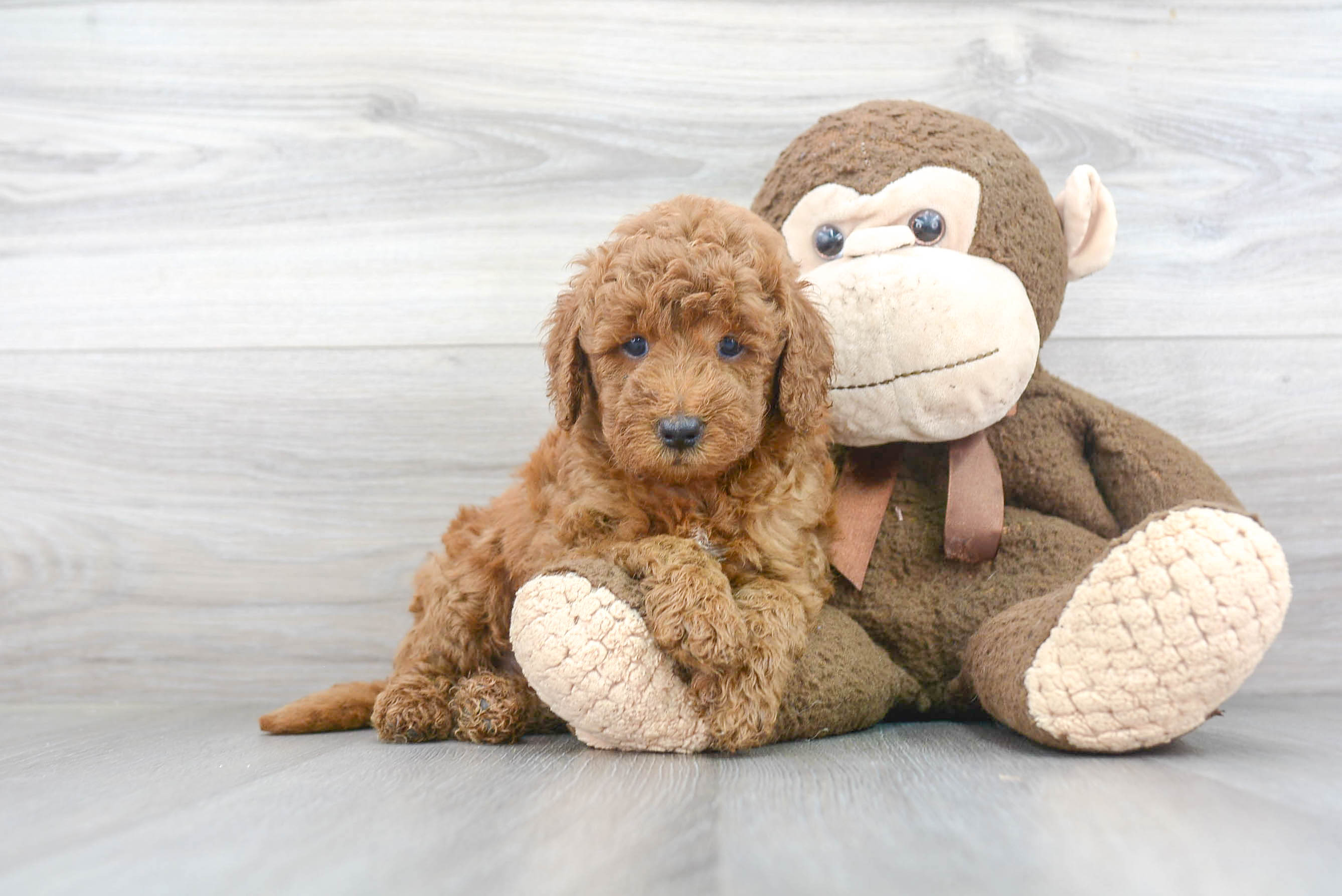 Hypoallergenic Golden Retriever Poodle Mix Puppy