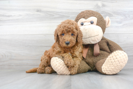 Hypoallergenic Golden Retriever Poodle Mix Puppy