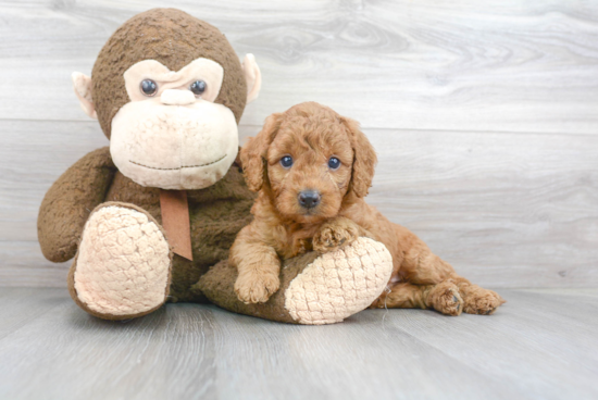 Happy Mini Goldendoodle Baby