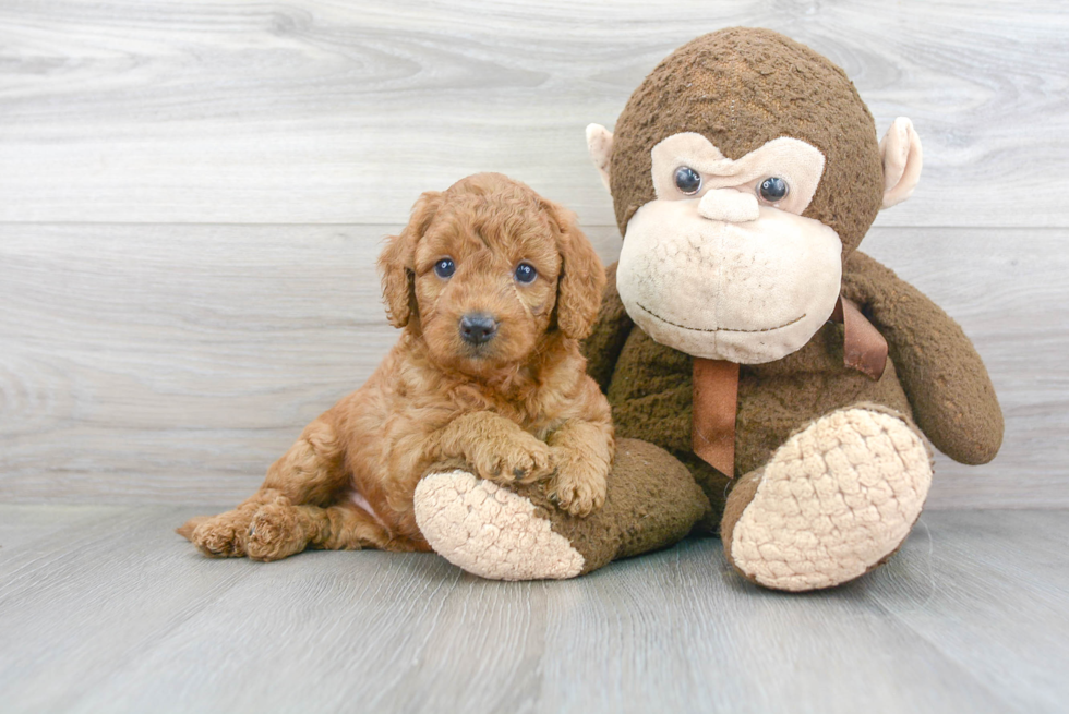 Adorable Golden Retriever Poodle Mix Puppy