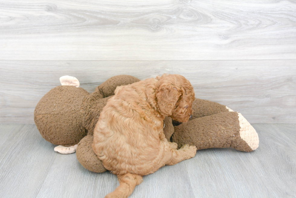 Adorable Golden Retriever Poodle Mix Puppy