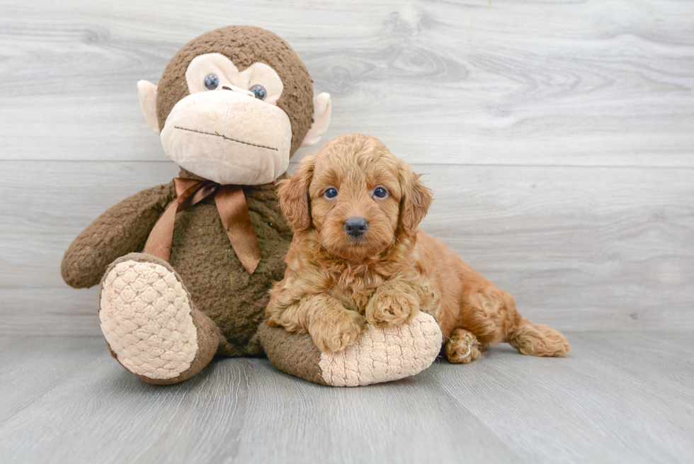 Happy Mini Goldendoodle Baby