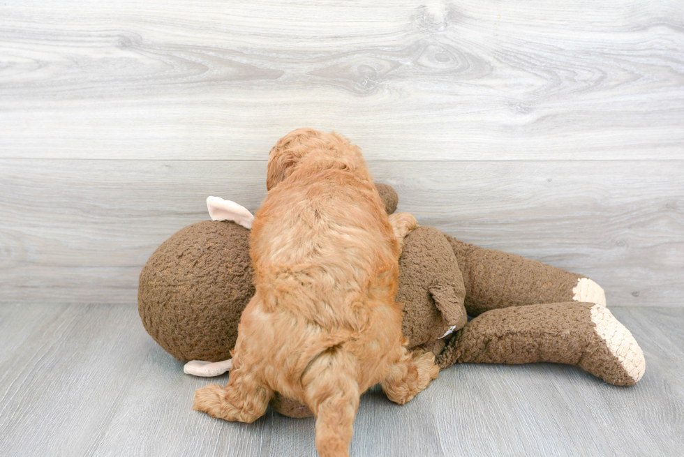 Cute Mini Goldendoodle Baby