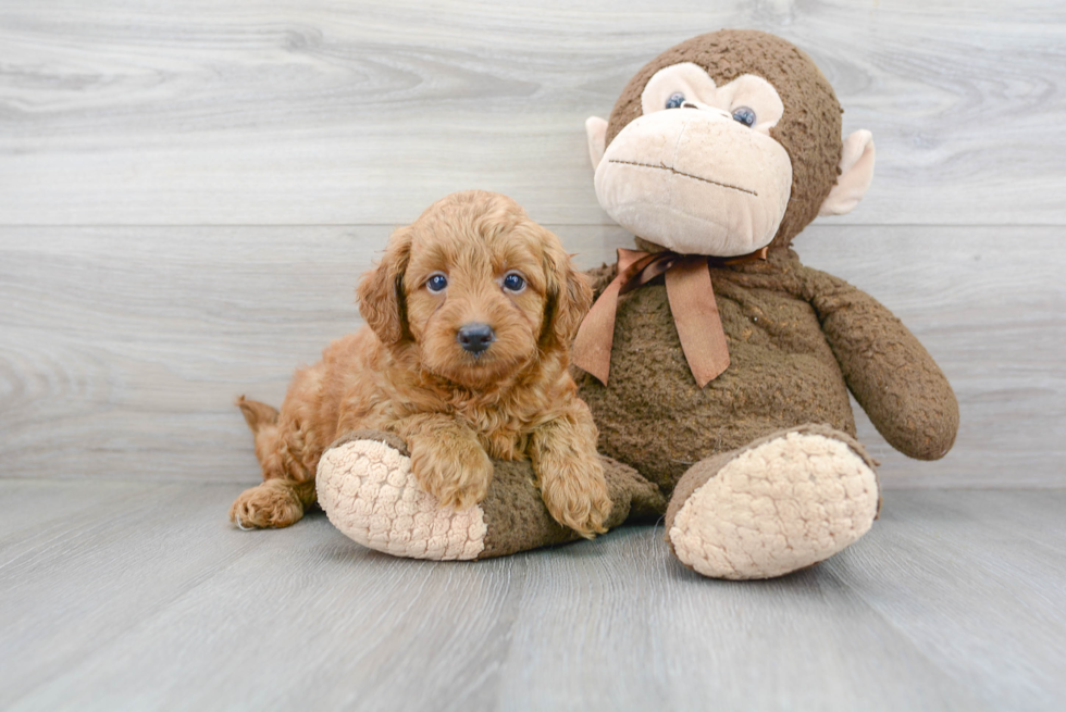 Best Mini Goldendoodle Baby