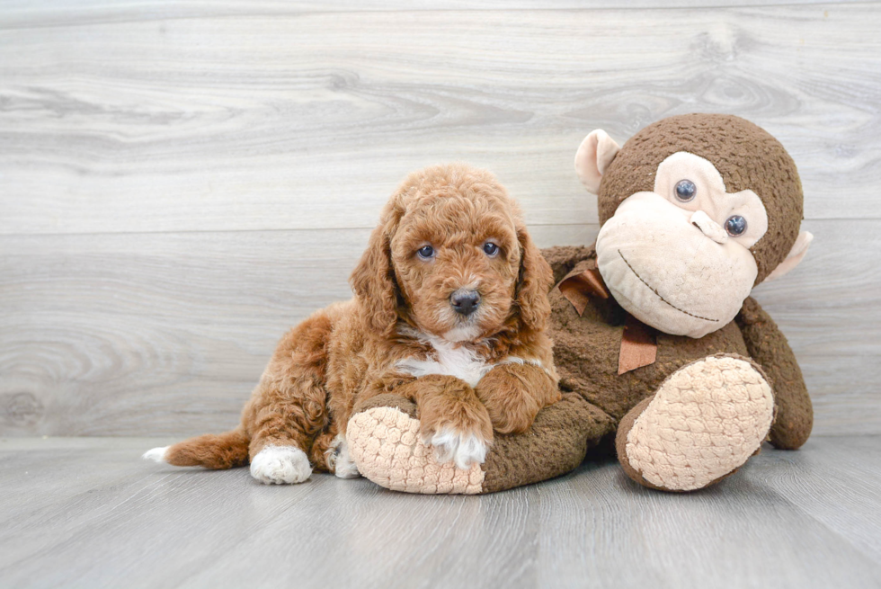 Fluffy Mini Goldendoodle Poodle Mix Pup