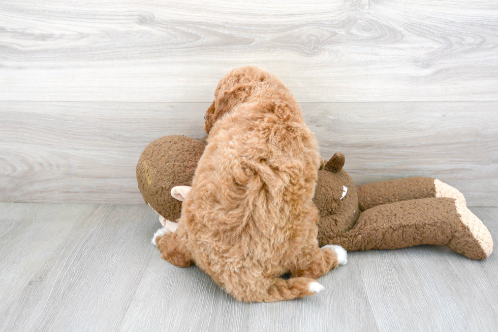 Fluffy Mini Goldendoodle Poodle Mix Pup