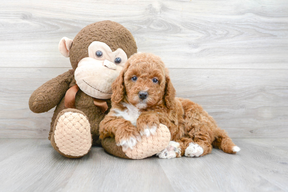 Happy Mini Goldendoodle Baby