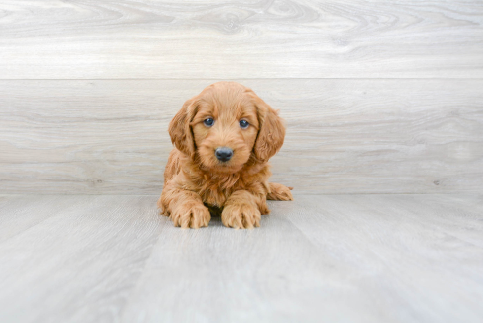 Happy Mini Goldendoodle Baby