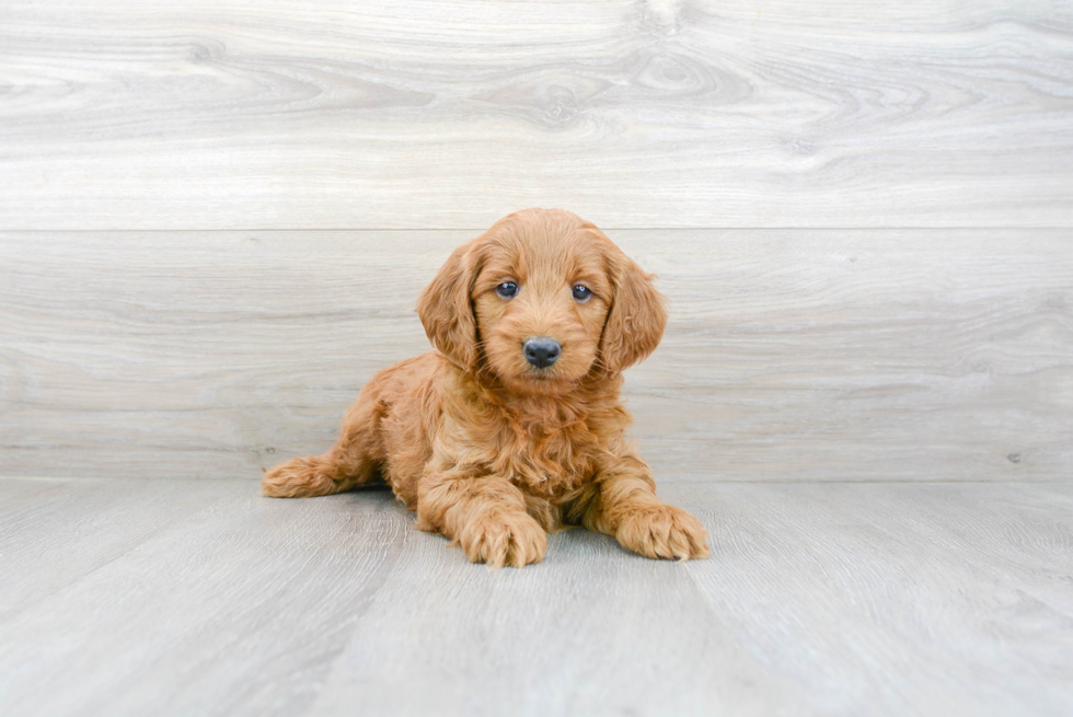 Small Mini Goldendoodle Baby